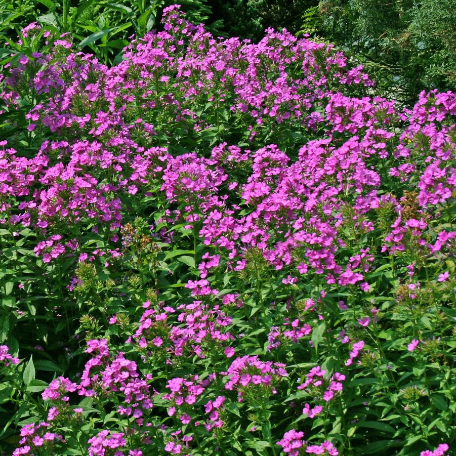 Phlox paniculata Robert Poore