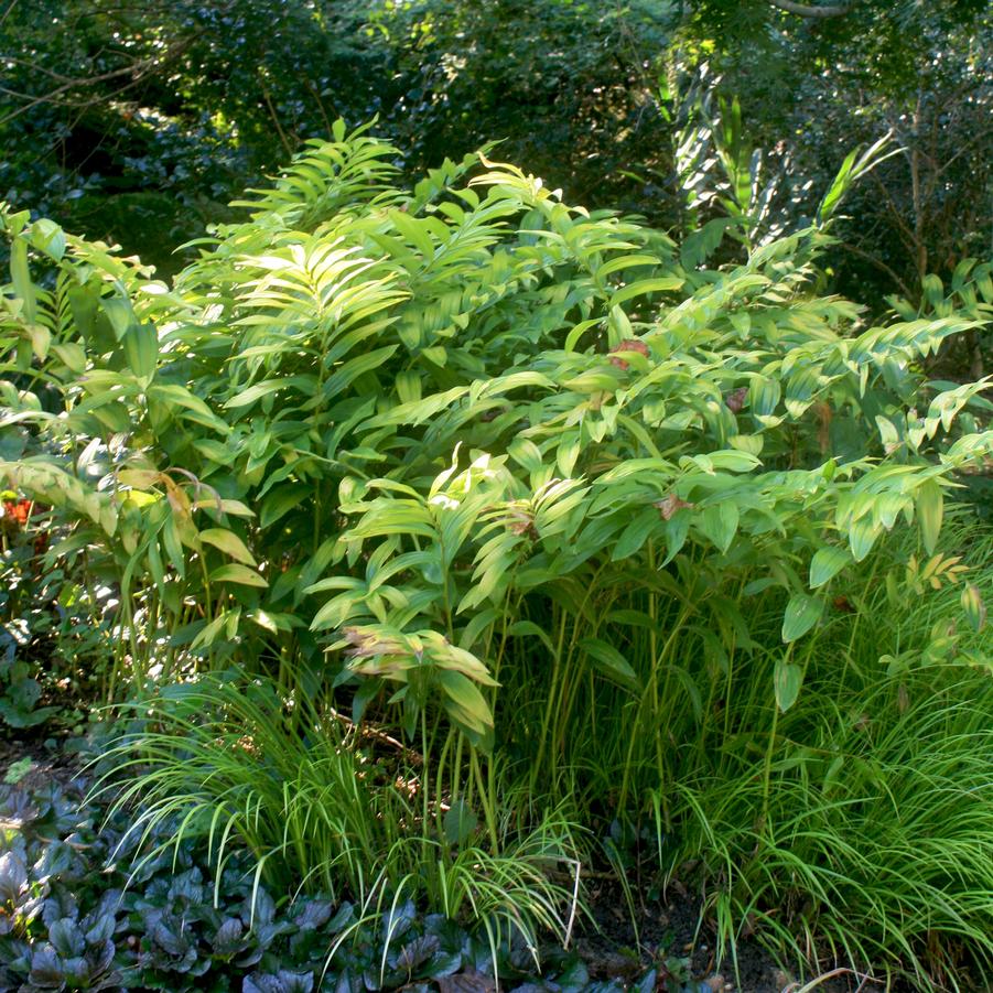 Polygonatum biflorum var. Commutatum 