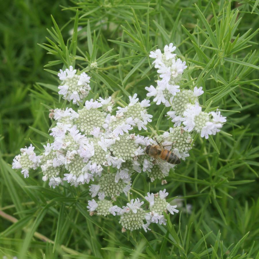 Pycnanthemum tenuifolium 