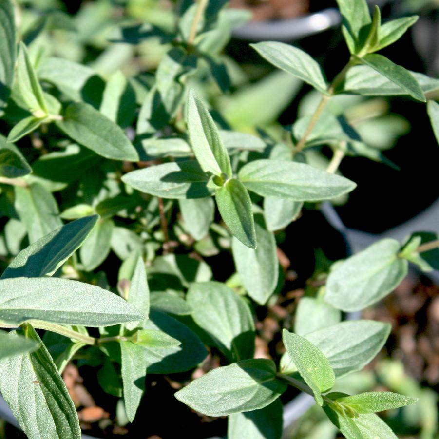 Pycnanthemum virginianum 