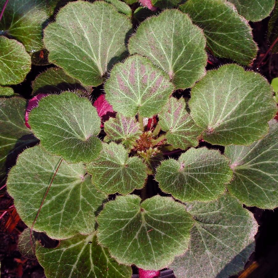 Saxifraga stolonifera Hope's Wine