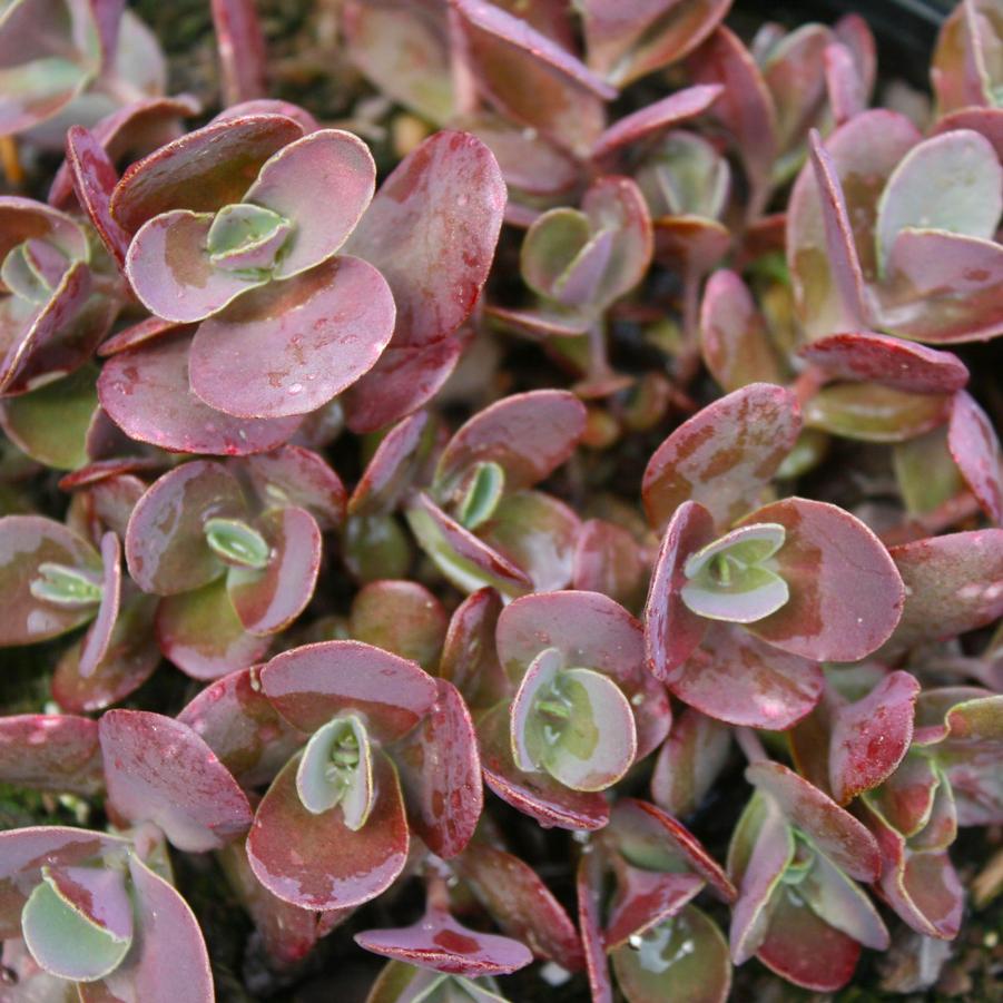 Sedum Cherry Tart