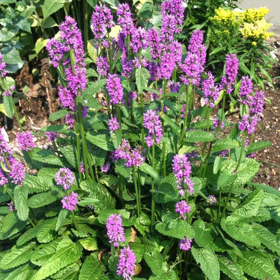 Stachys monieri Hummelo