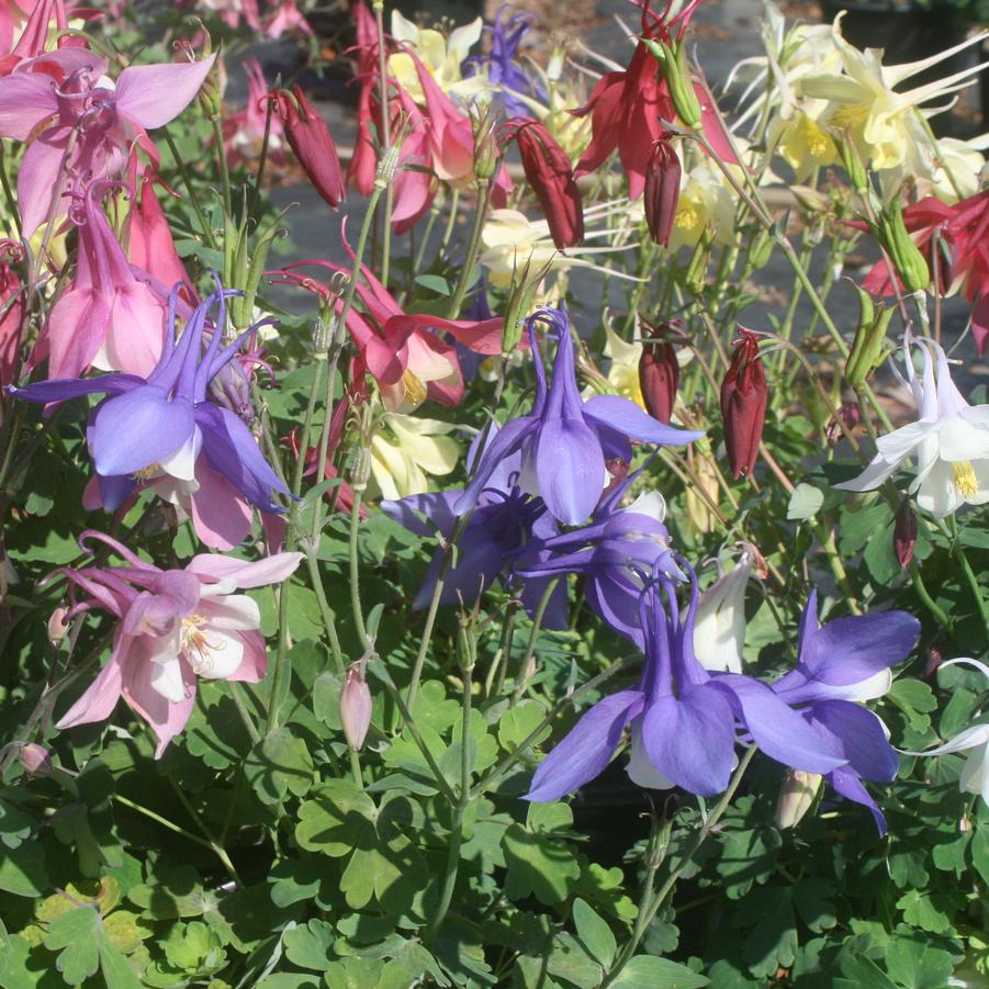 Aquilegia Origami Mix