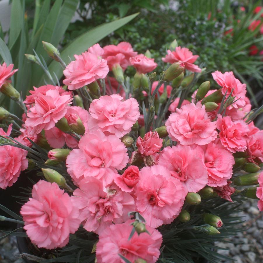 Dianthus Romance