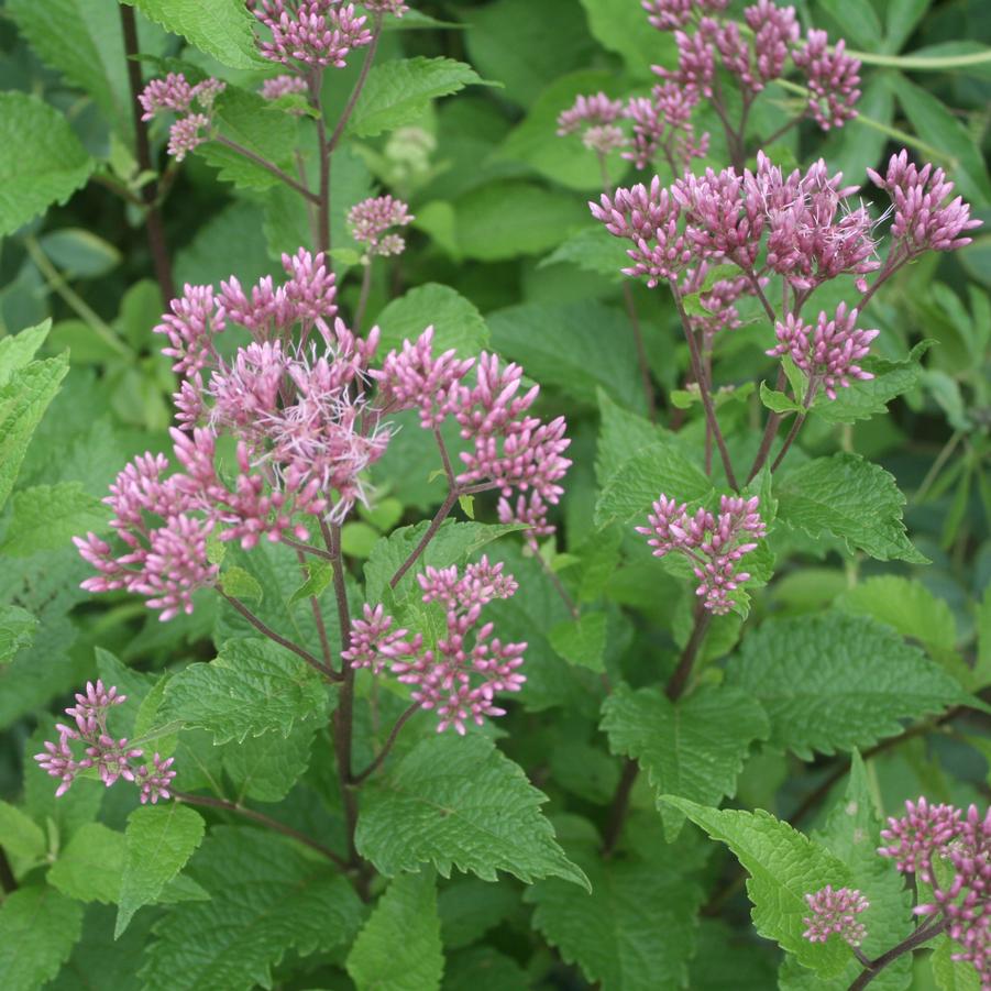 Eupatorium maculatum Red Dwarf