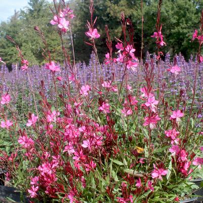 Gaura lindheimeri Belleza Dark Pink