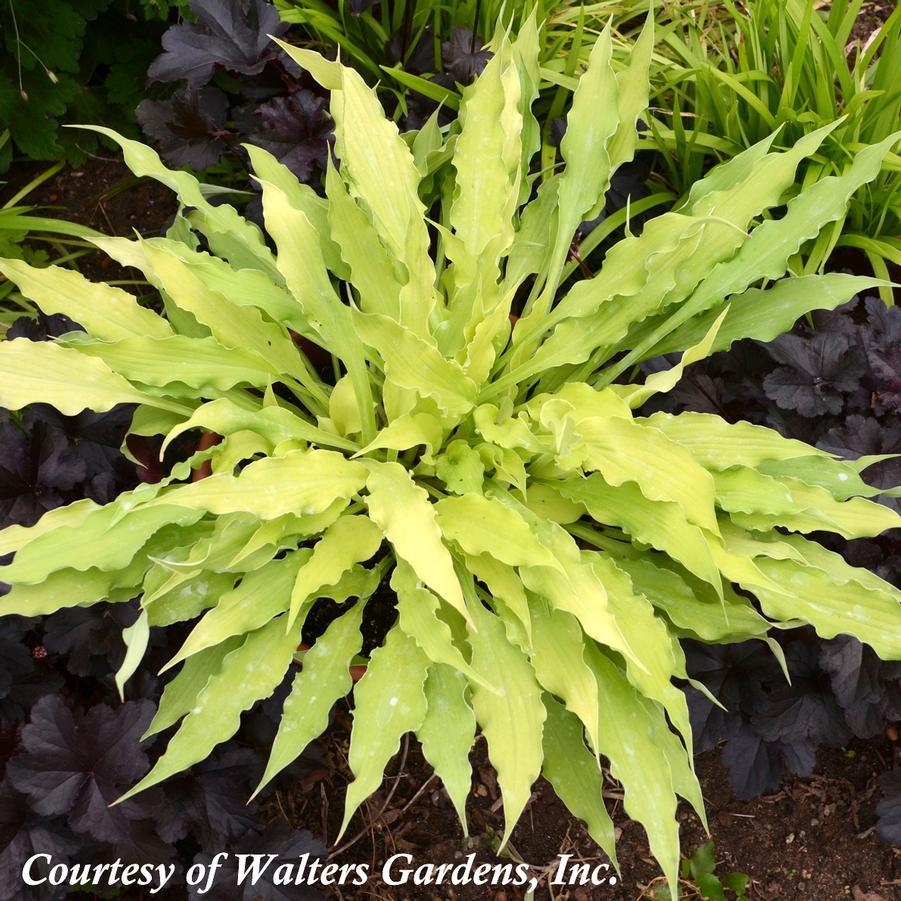 Hosta Wiggles and Squiggles