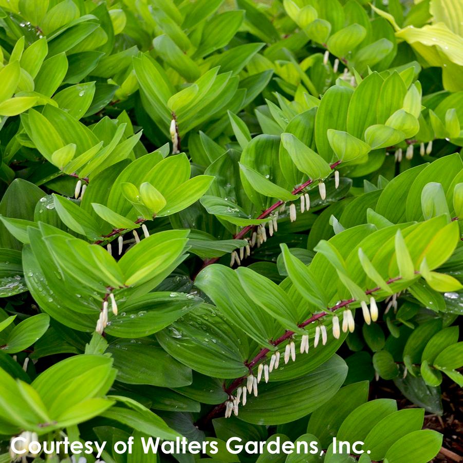 Polygonatum odoratum Ruby Slippers