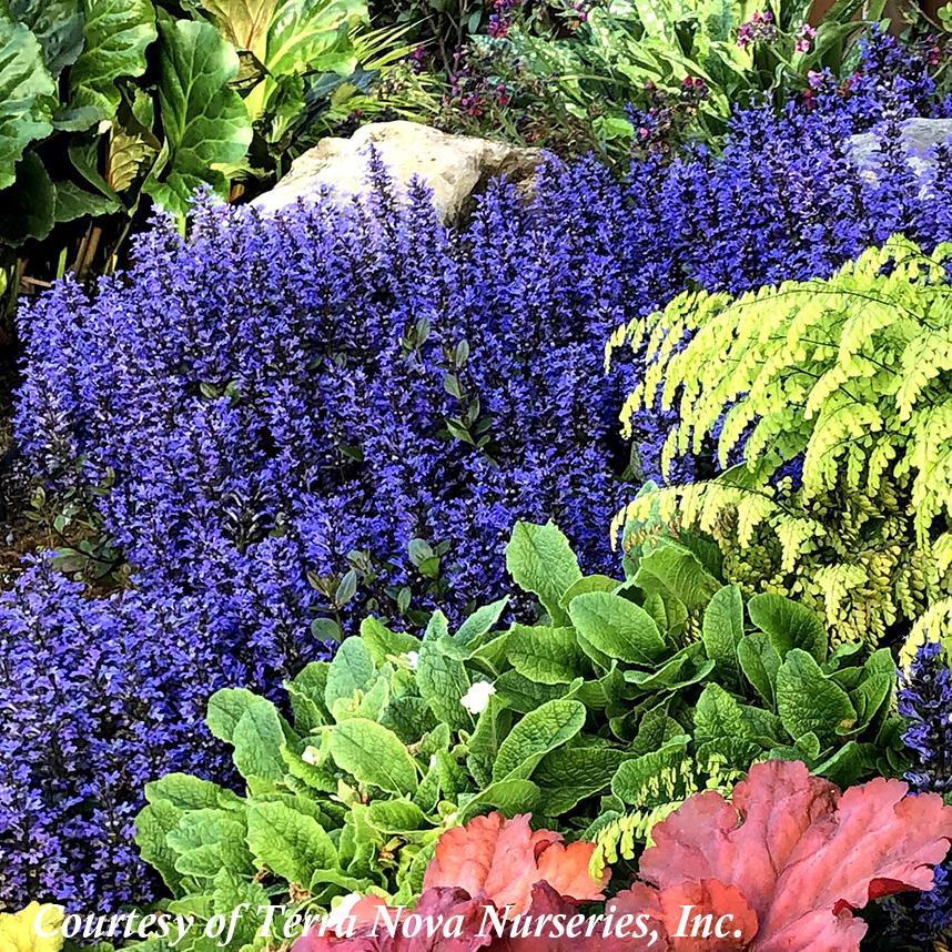 Ajuga reptans Blueberry Muffin