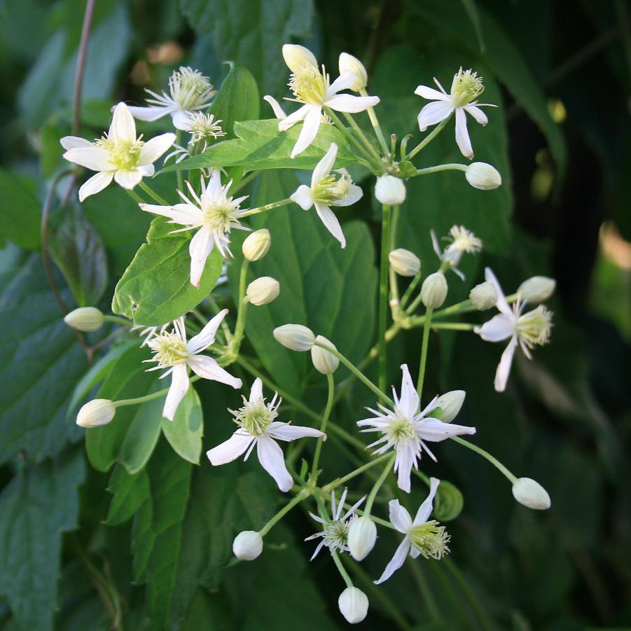 Clematis virginiana 