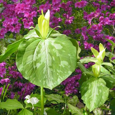 Trillium luteum 