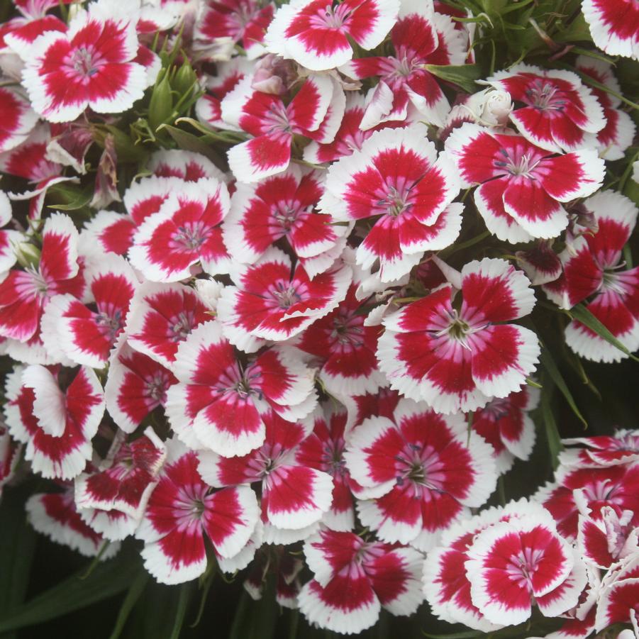 Dianthus barbatus Red Picotee