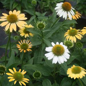 Echinacea purpurea Mellow Yellows