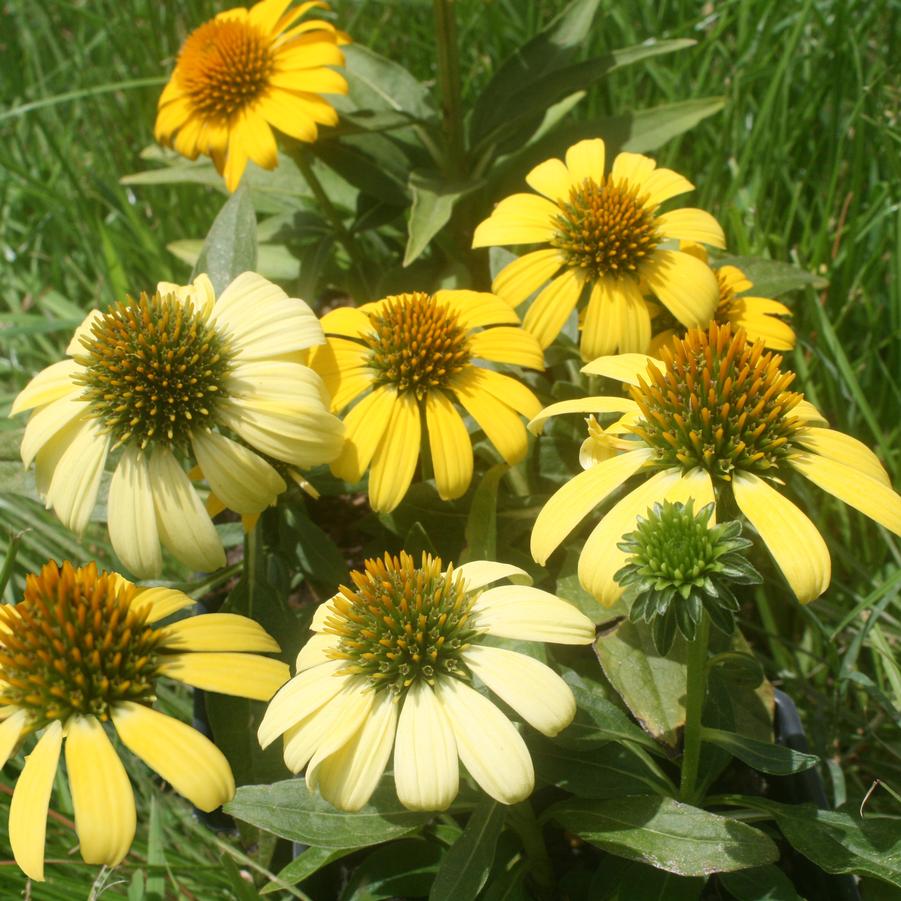 Echinacea Sombrero Lemon Yellow Improved