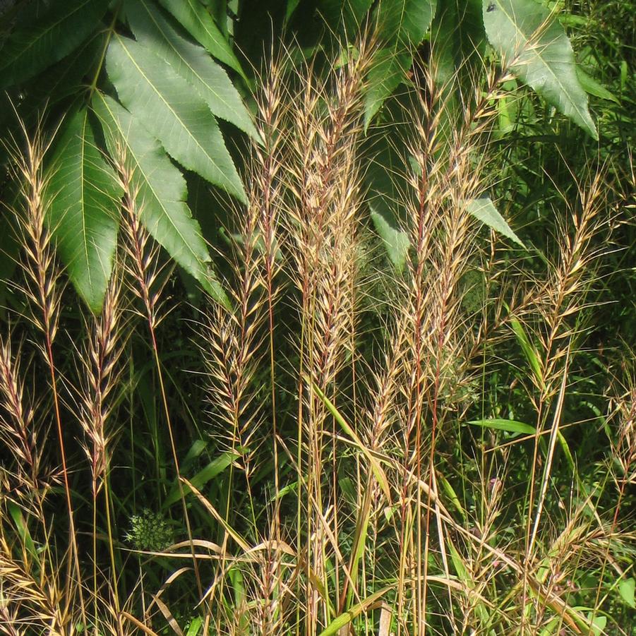 Elymus hystrix 