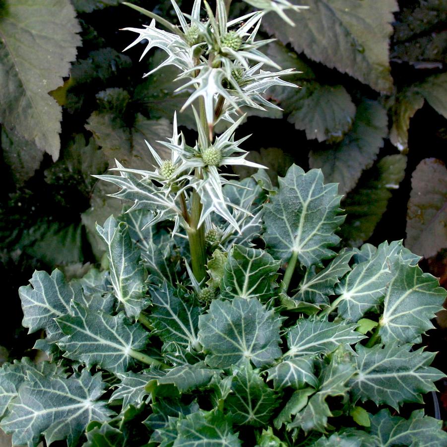 Eryngium variifolium 