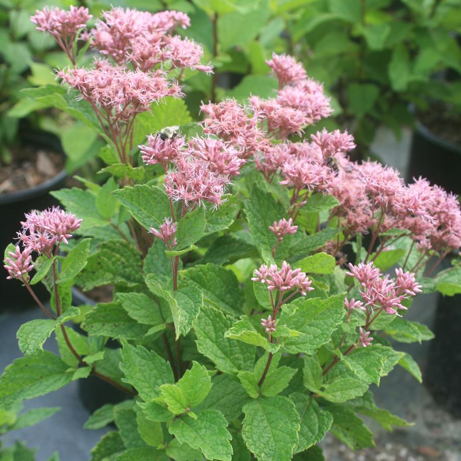 Eupatorium dubium Baby Joe