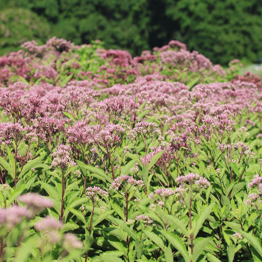 Eupatorium dubium Baby Joe