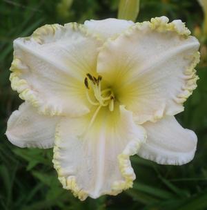 Hemerocallis Marque Moon