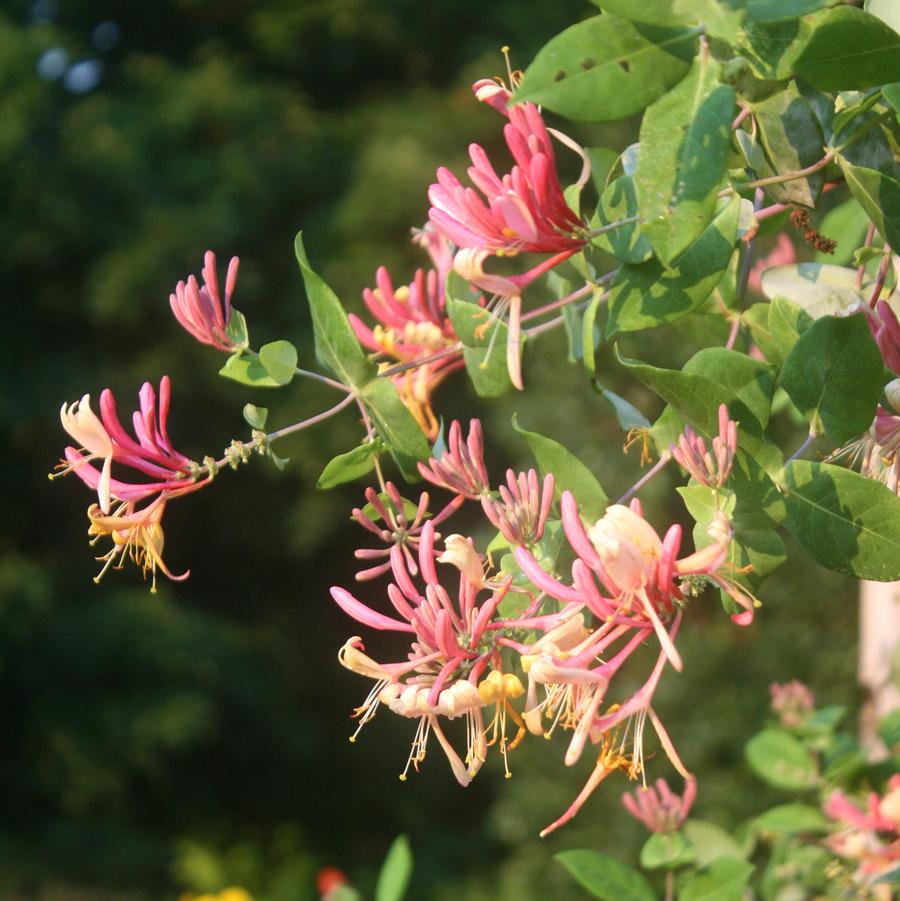 Lonicera periclymenum Serotina