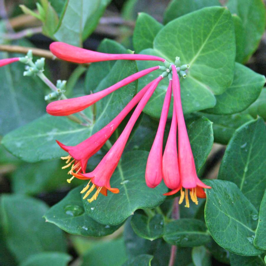 Lonicera sempervirens Blanche Sandman