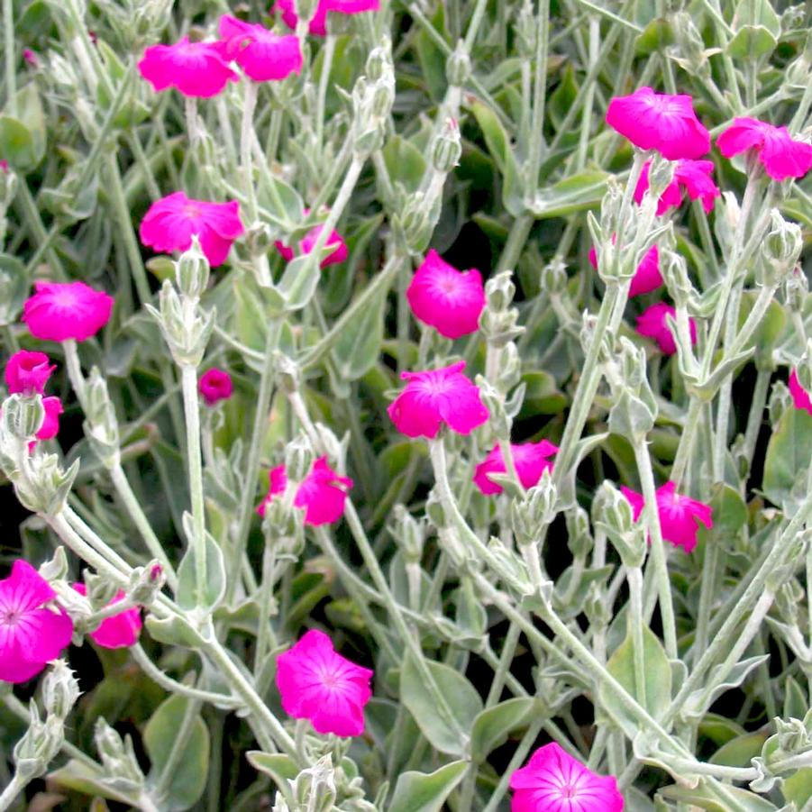 Lychnis coronaria 