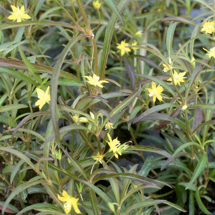 Lysimachia lanceolata var. purpurea 