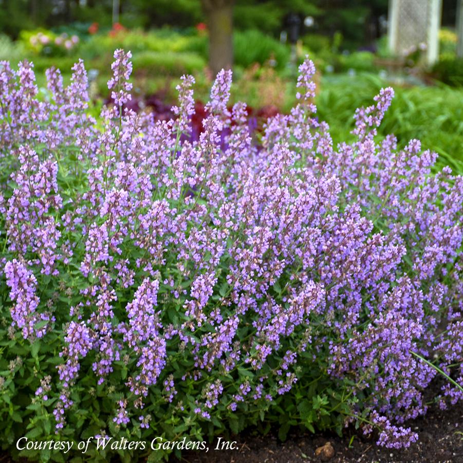 Nepeta faassenii Cat's Meow