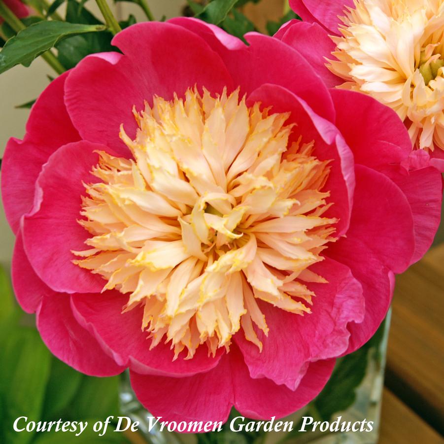 Paeonia lactiflora Bowl of Love