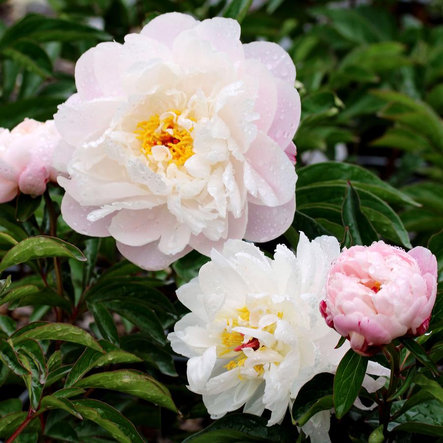 Paeonia lactiflora Lady Alexandra Duff