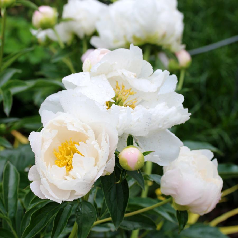 Paeonia lactiflora Miss America