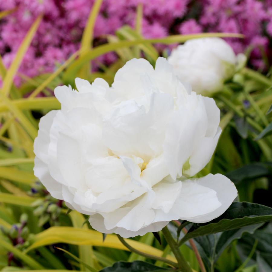 Paeonia lactiflora Miss America