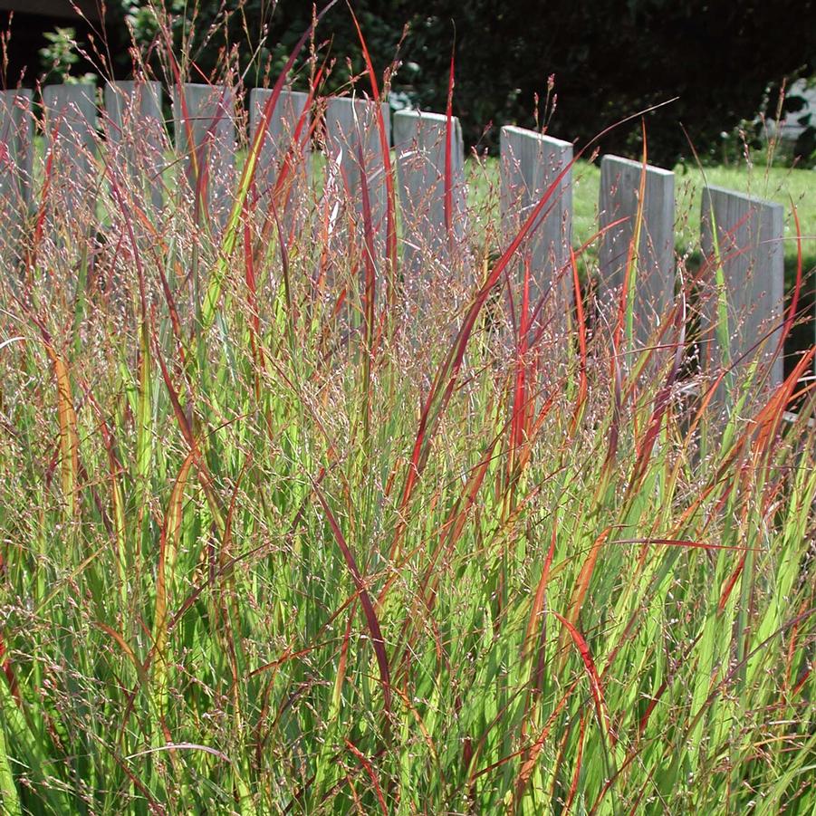 Panicum virgatum Shenandoah