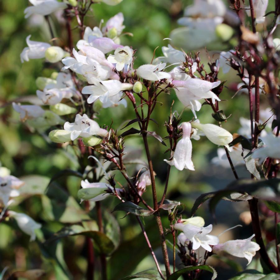 Penstemon digitalis Onyx and Pearls