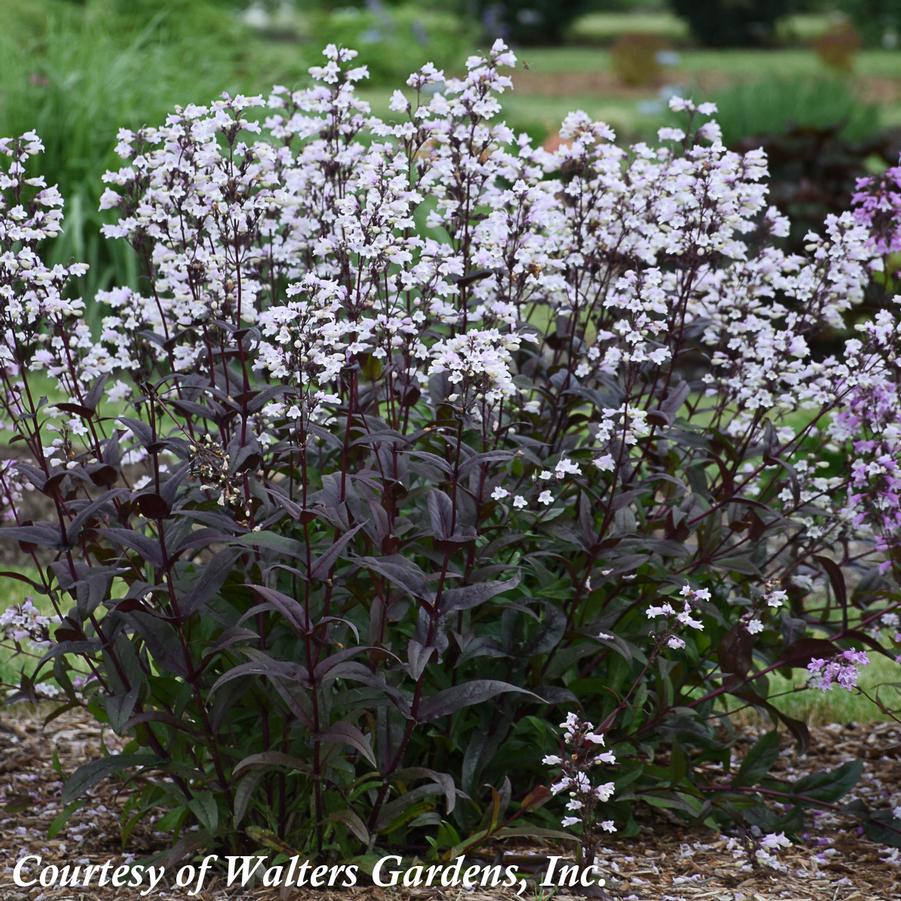 Penstemon digitalis Onyx and Pearls