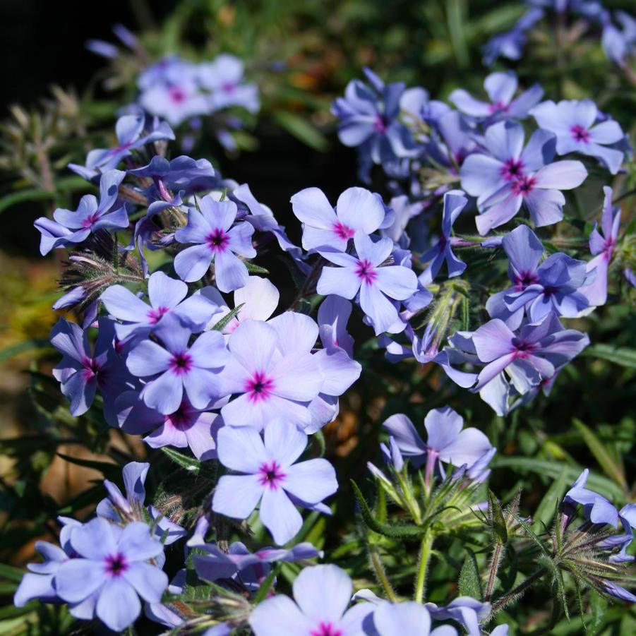 Phlox divaricata Chattahoochee