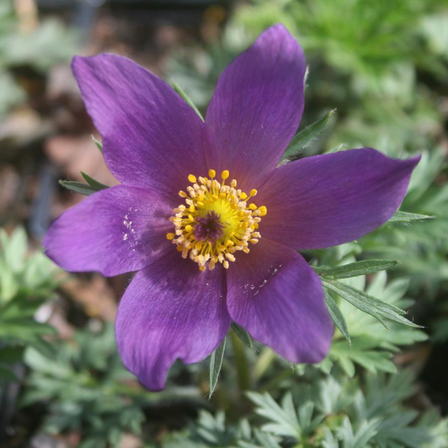 Pulsatilla vulgaris 