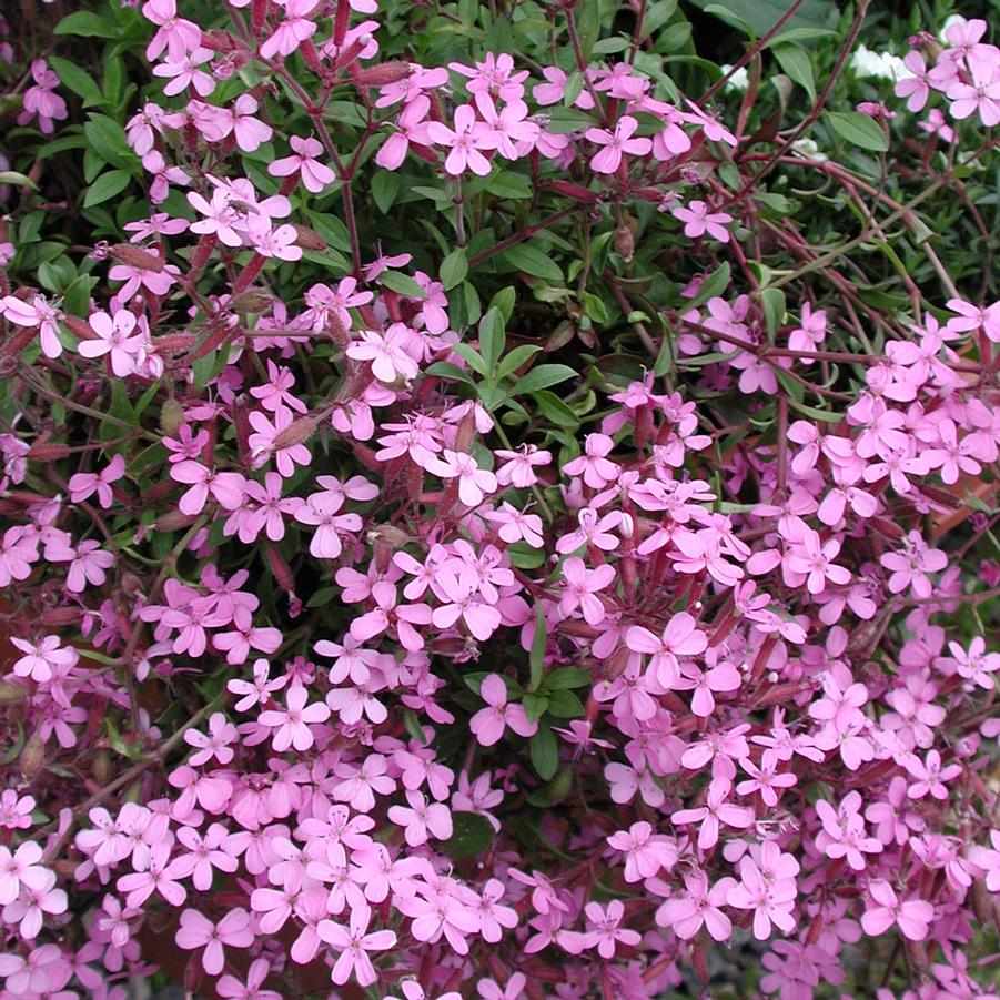 Saponaria ocymoides 