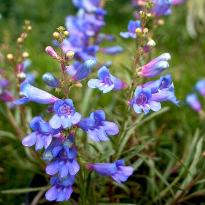 Penstemon heterophyllus Electric Blue