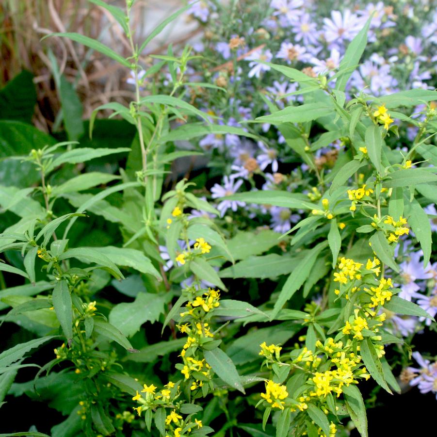 Solidago caesia 