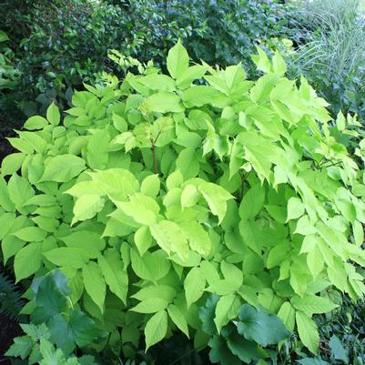 Aralia cordata Sun King