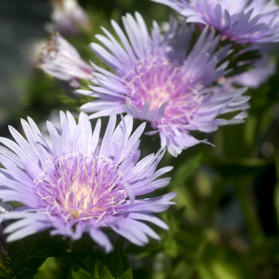 Stokesia laevis 