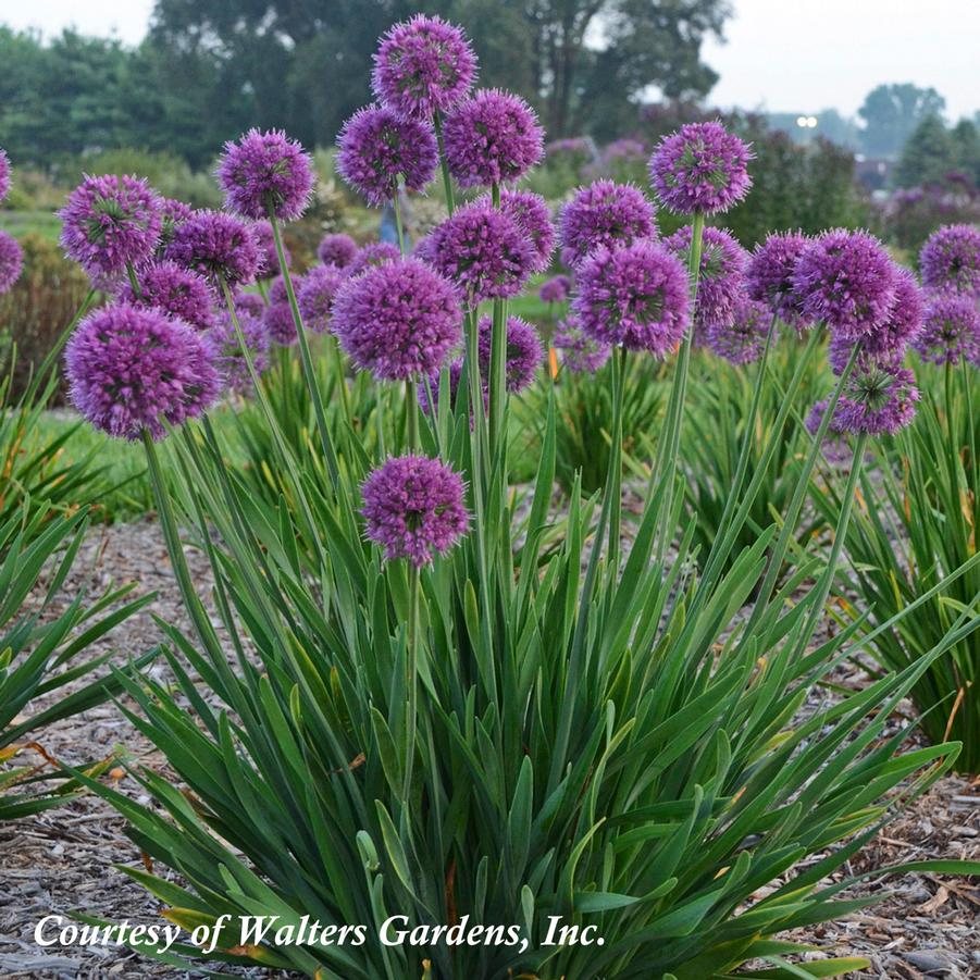 Allium Lavender Bubbles