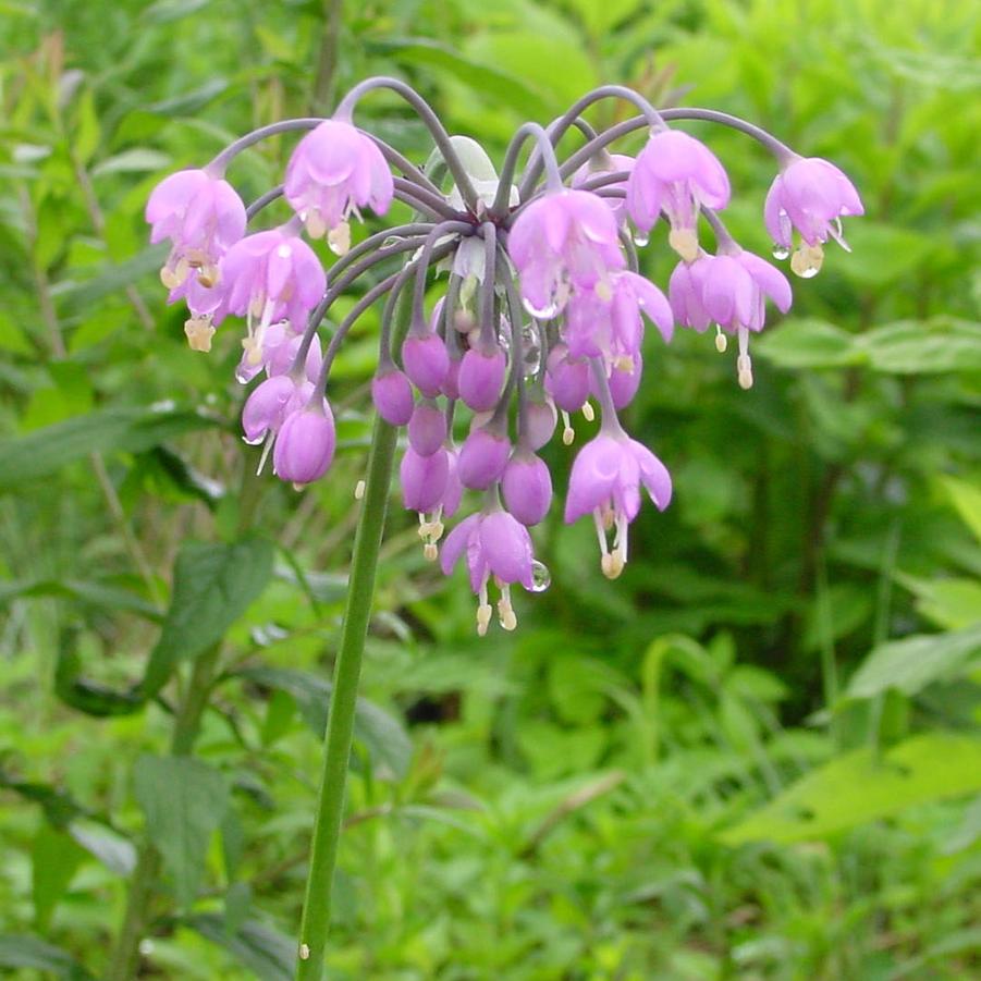 Allium cernuum 