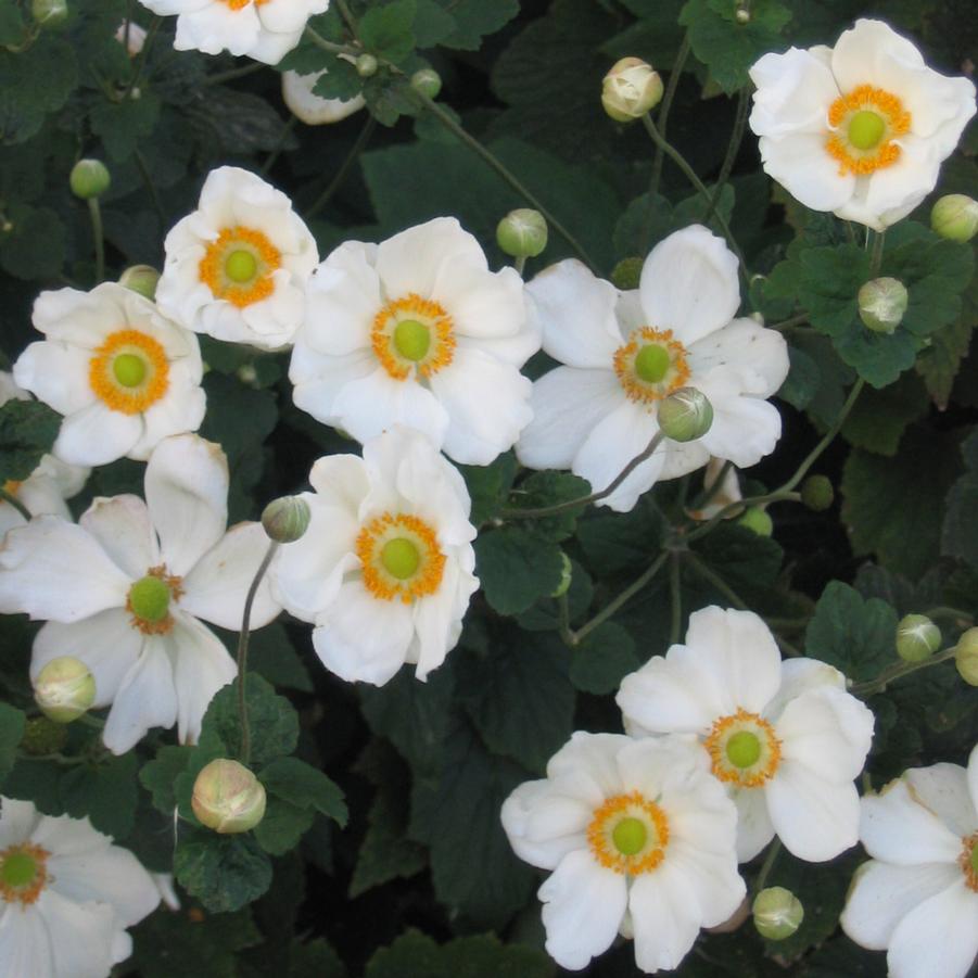 Anemone Honorine Jobert