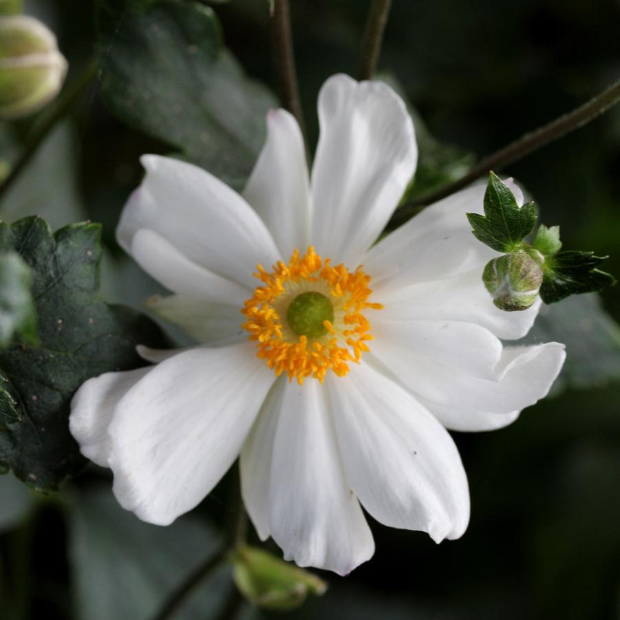 Anemone Snow Angel