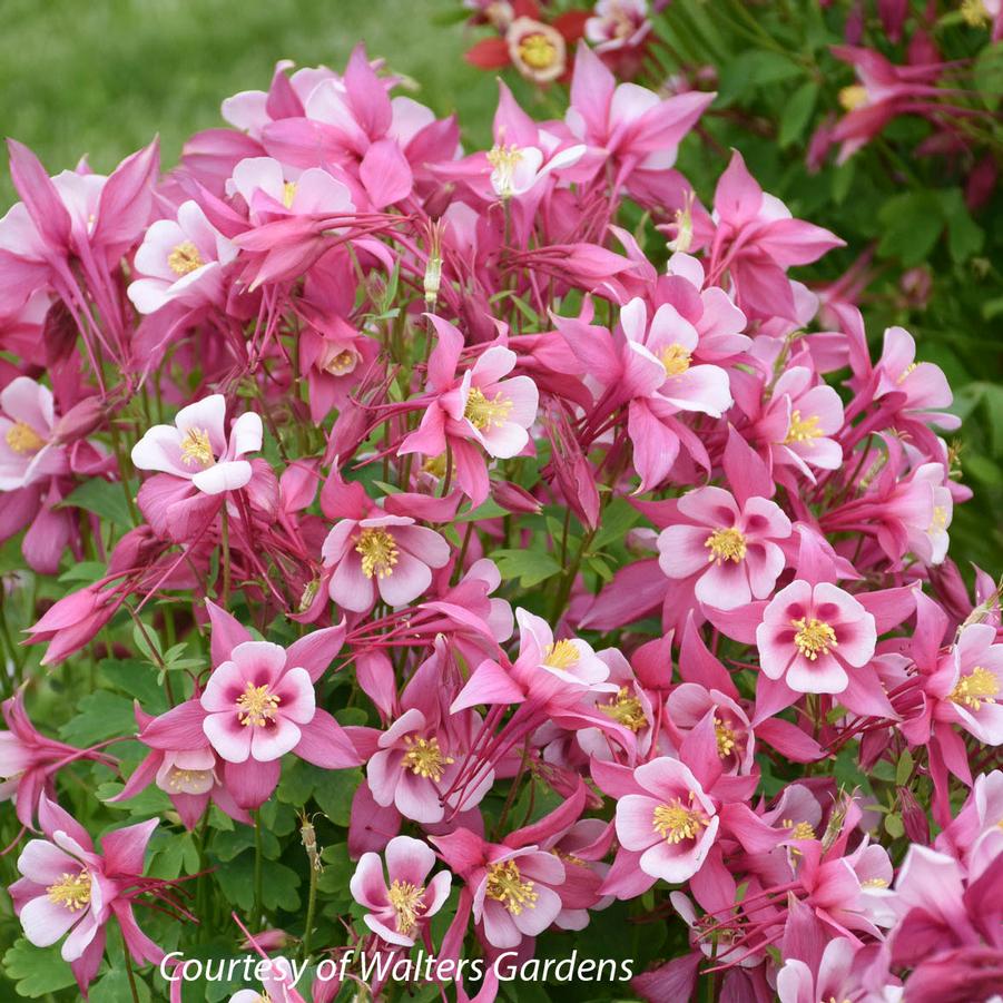 Aquilegia caerulea Kirigami Rose & Pink