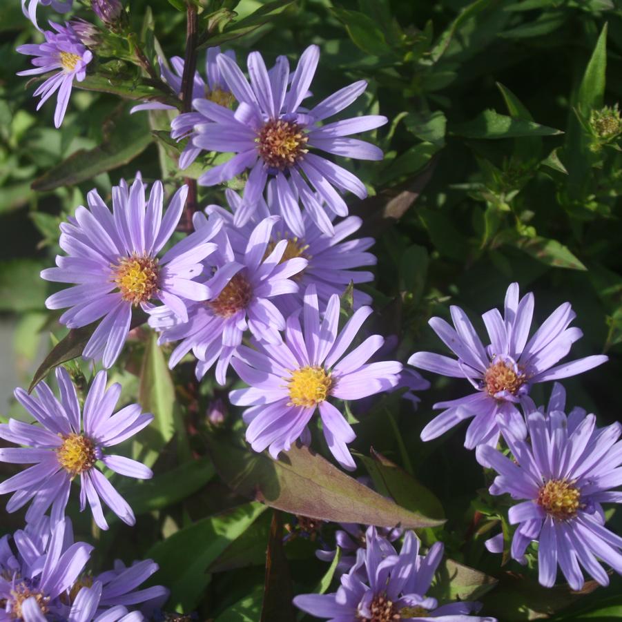 Aster (Symphyotrichum) novi-belgii 