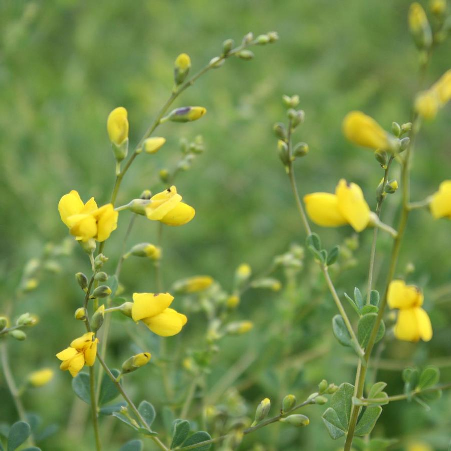 Baptisia tinctoria 